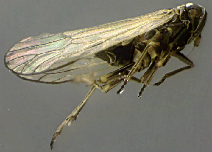 Delphacodes pellucida